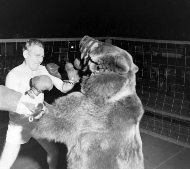 boxing teddy bear